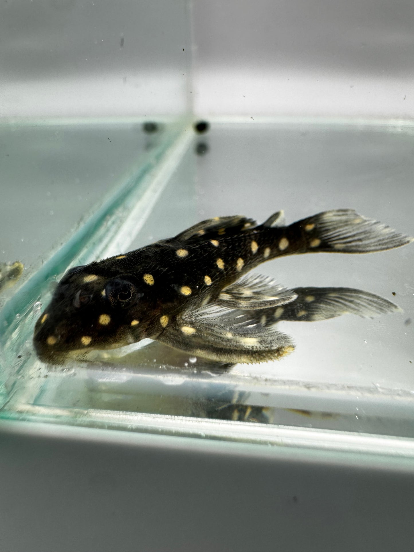 L201 Snowball Pleco ~2”
