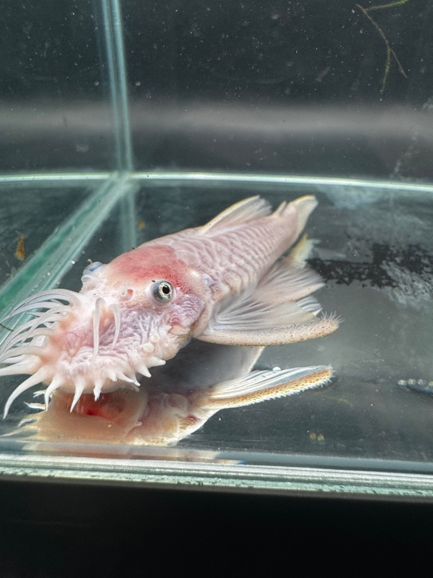 Snow white bristlenose proven pair
