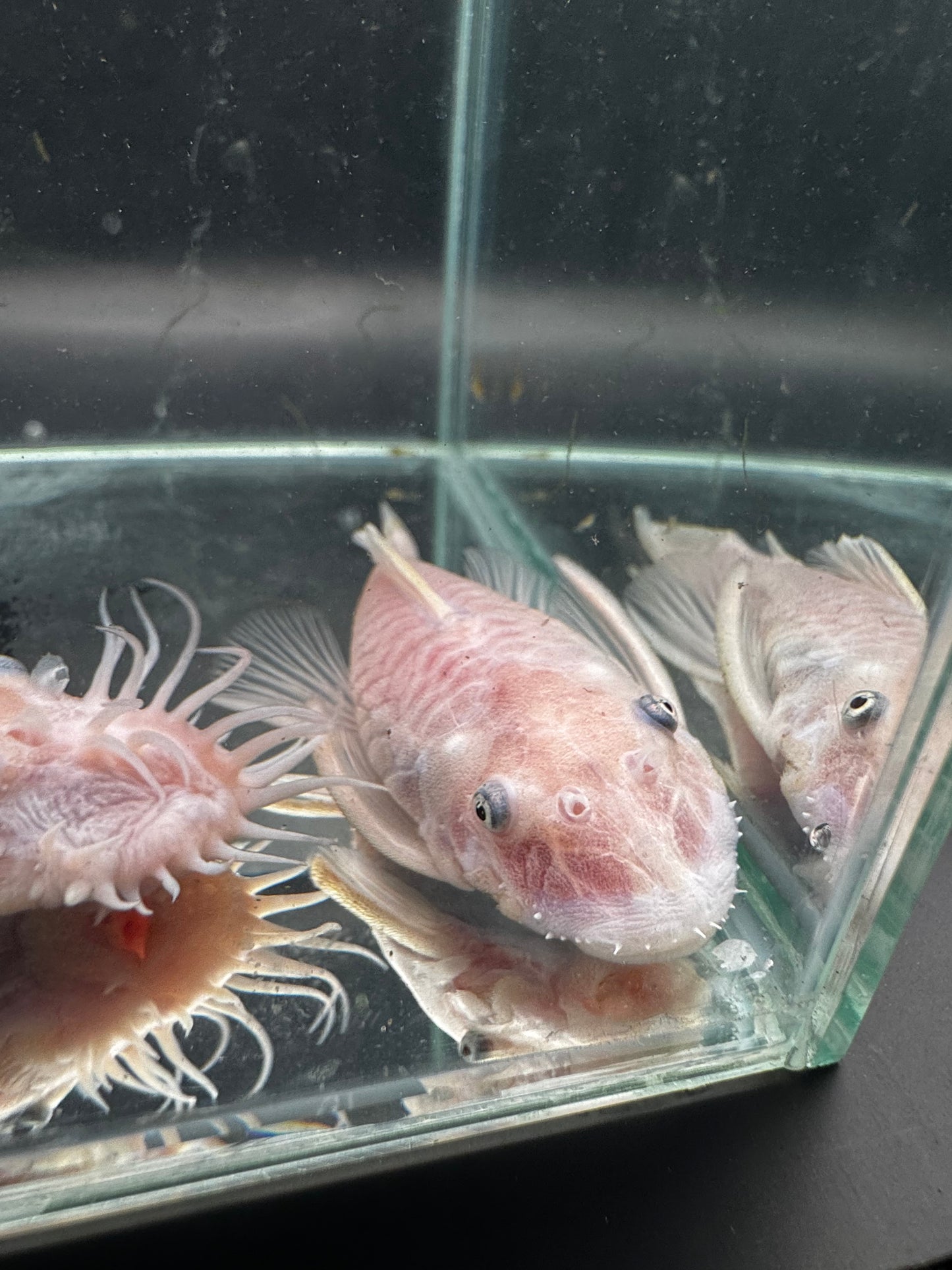 Snow white bristlenose proven pair