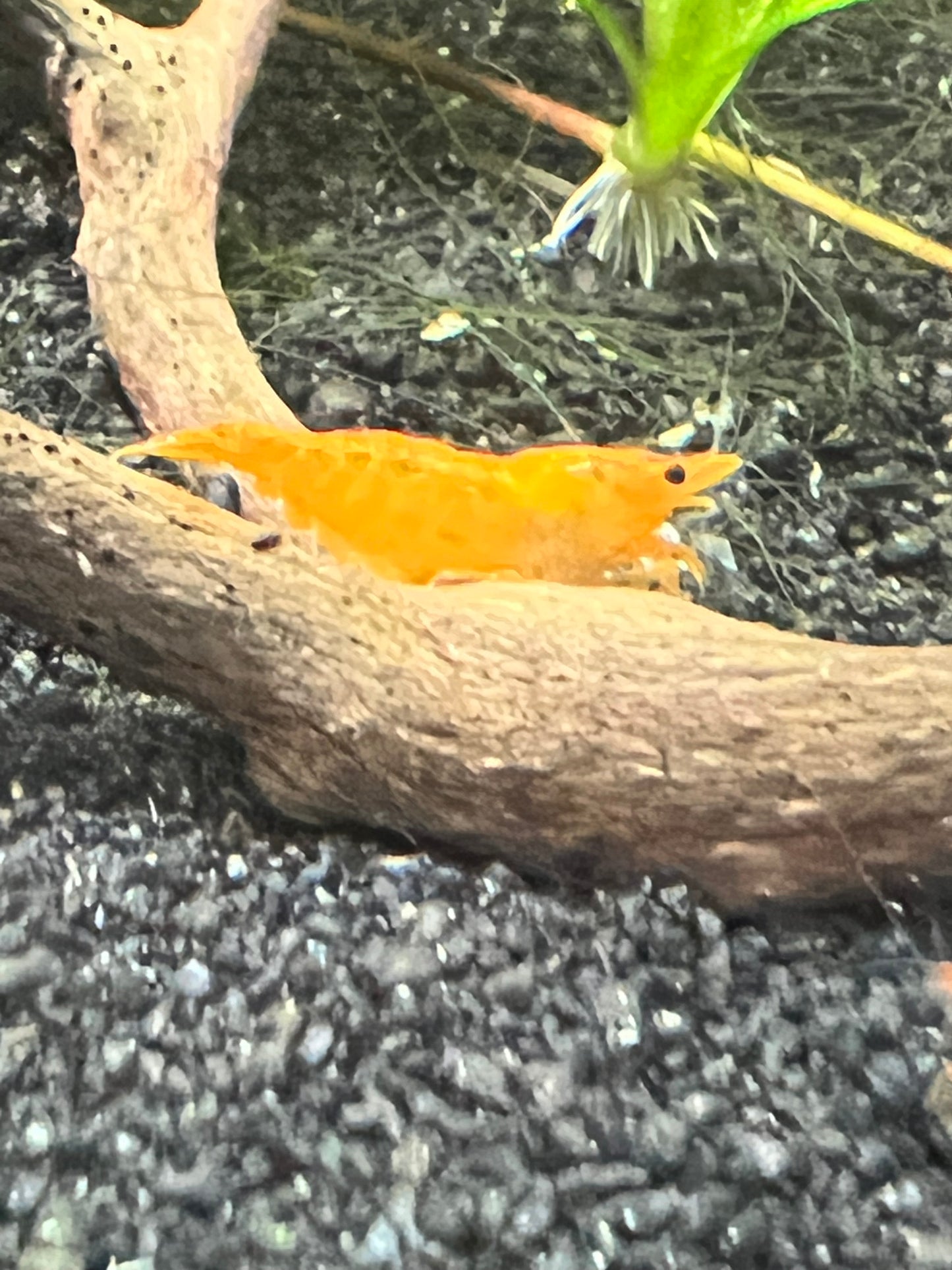 Orange Neocaridina Shrimp