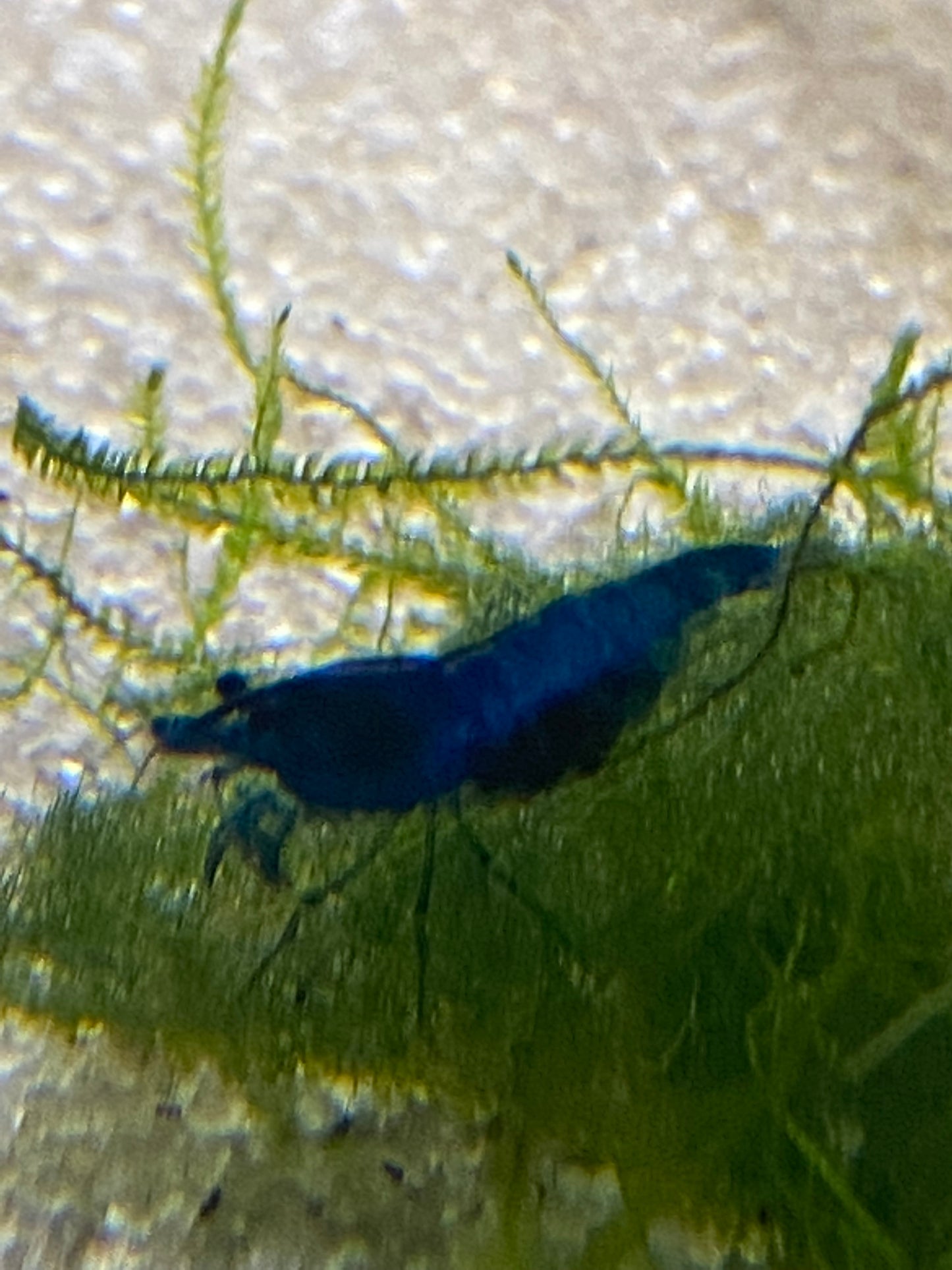 Blue Dream Neocaridina Shrimp