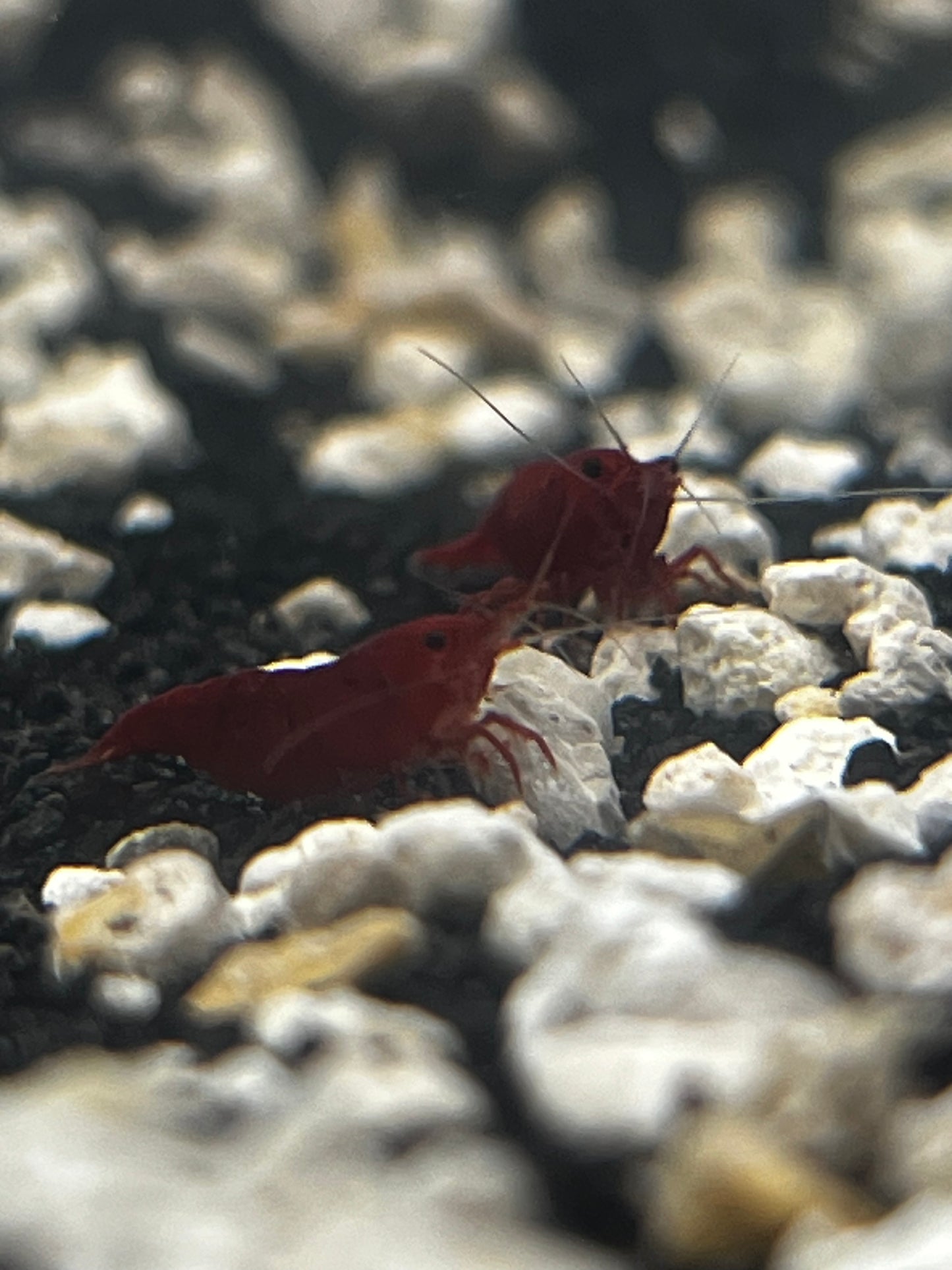 Bloody Mary Neocaridina Shrimp