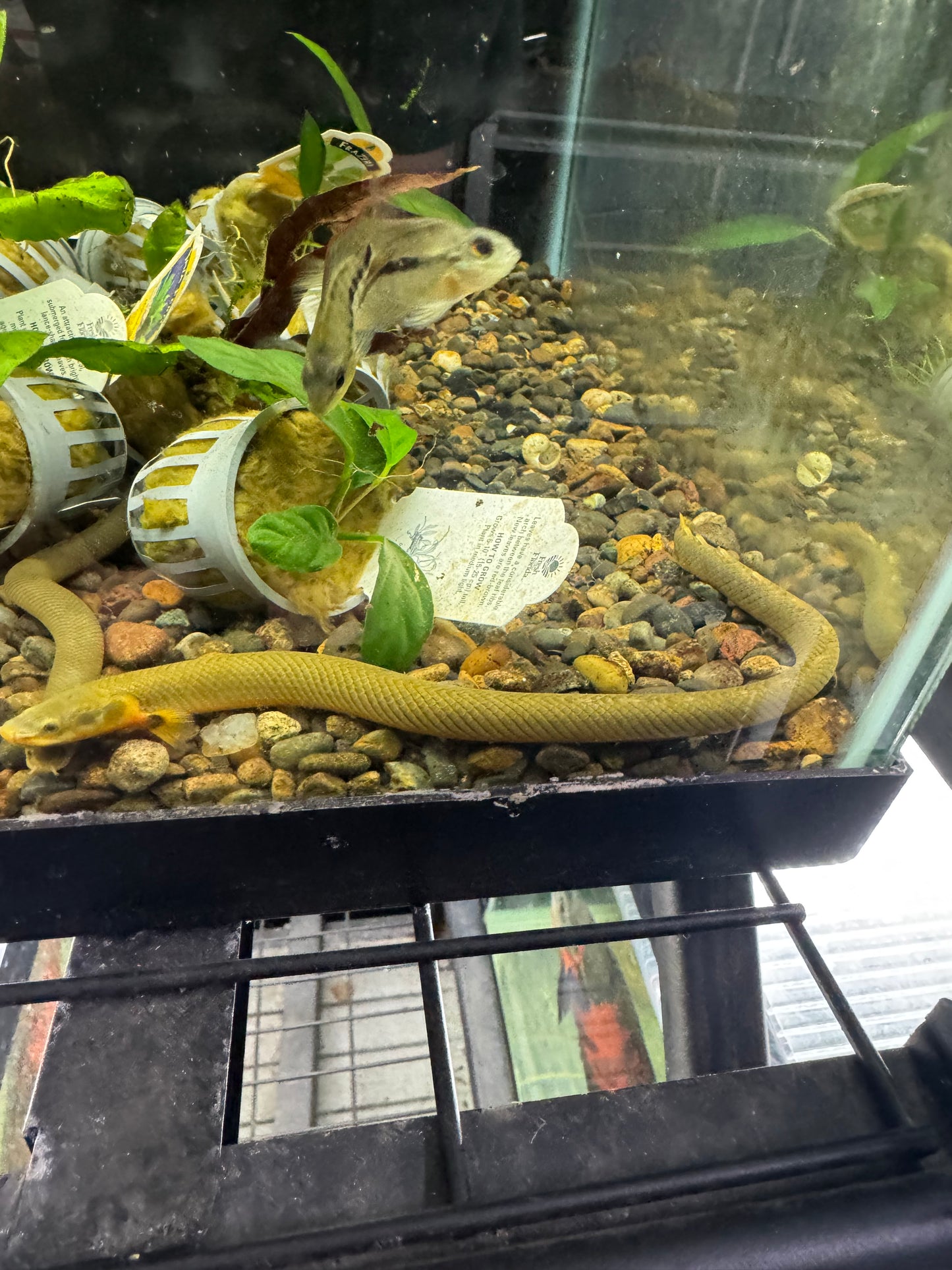 Rope Fish