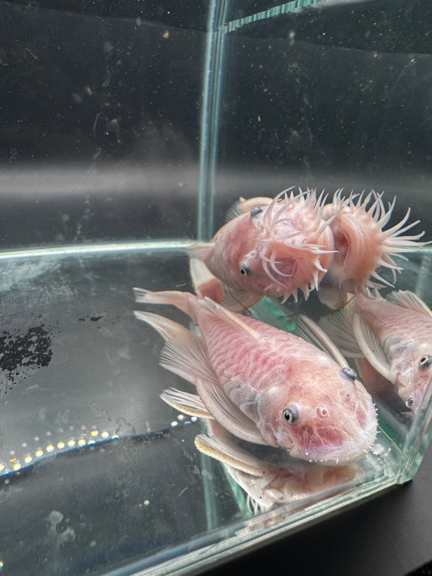 Snow white bristlenose proven pair