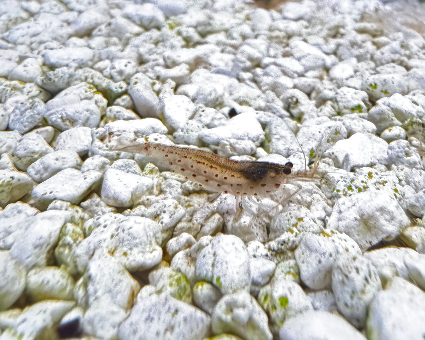 Sun Orange amano shrimp