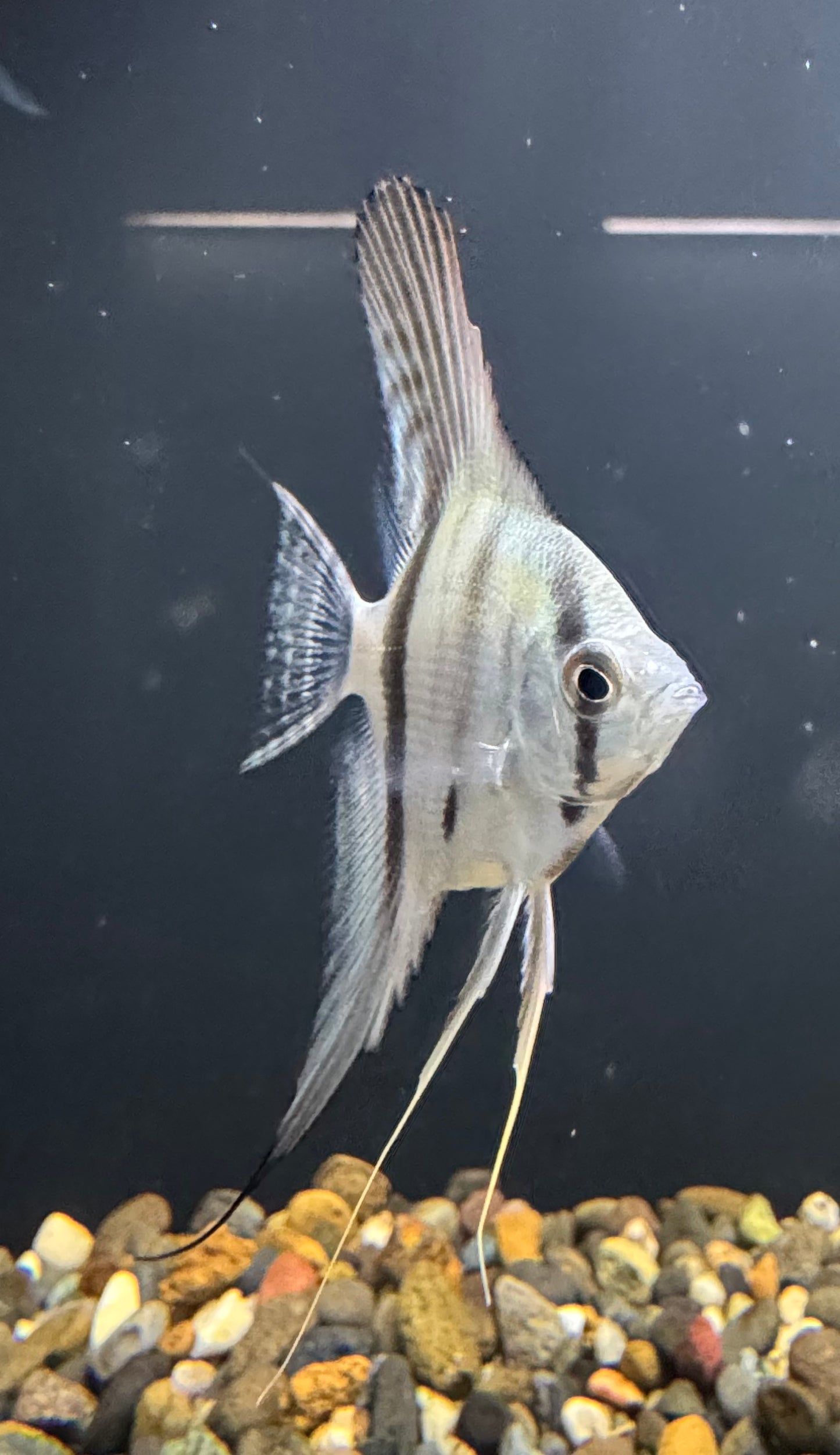 Silver/Blue Angelfish
