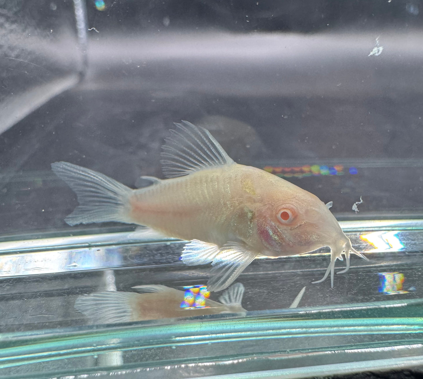 Albino Cory