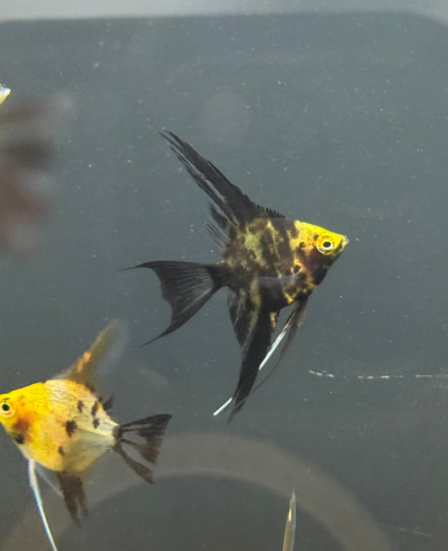 Koi Angelfish