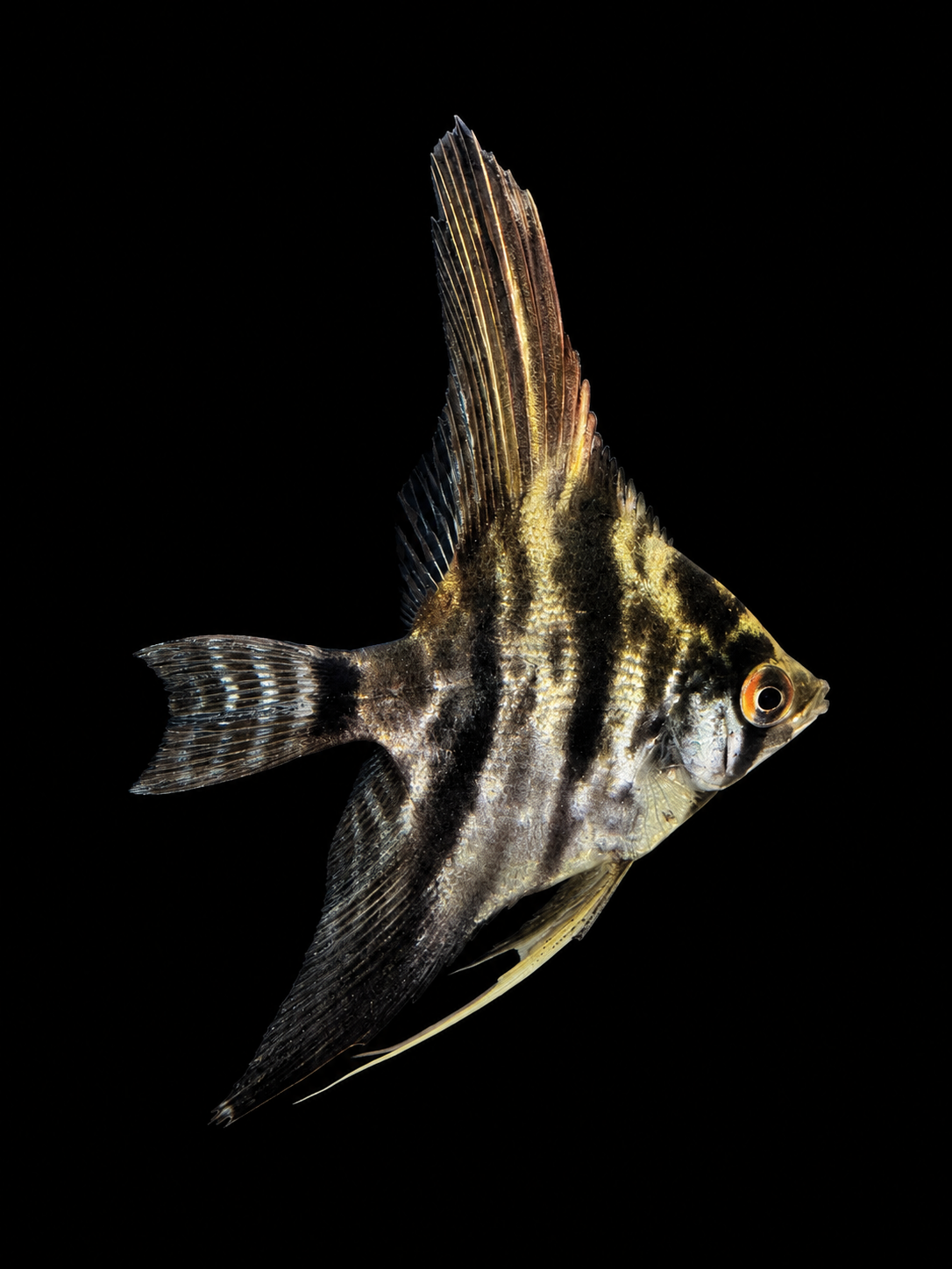 Marble Angelfish