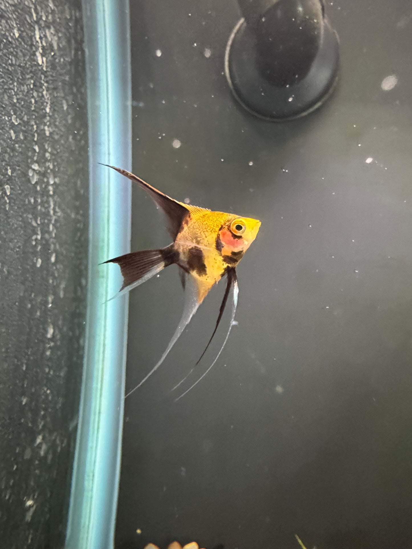 Red Devil Angelfish
