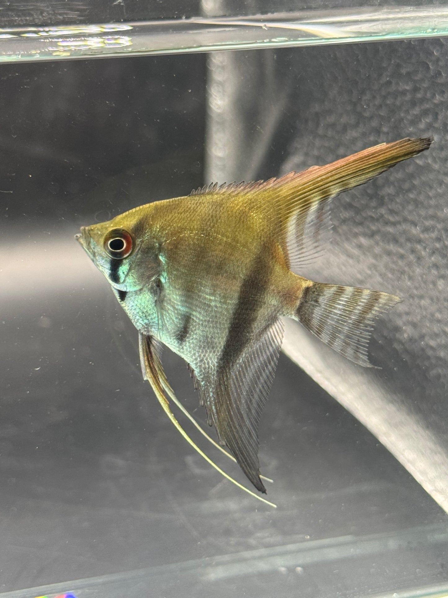 Silver Angelfish