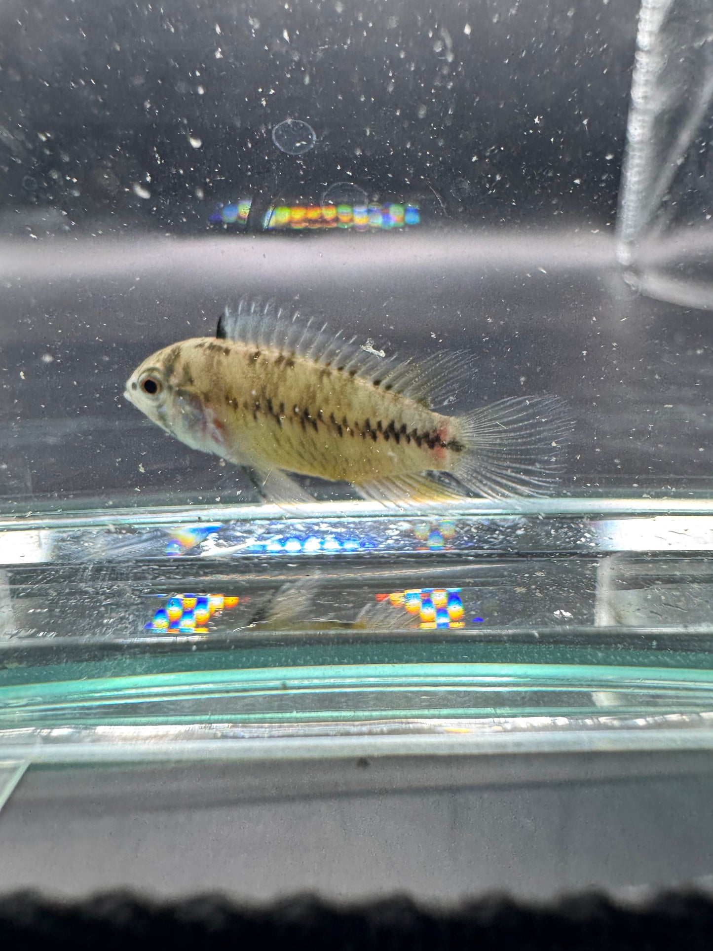 Apisto Borelli Opal