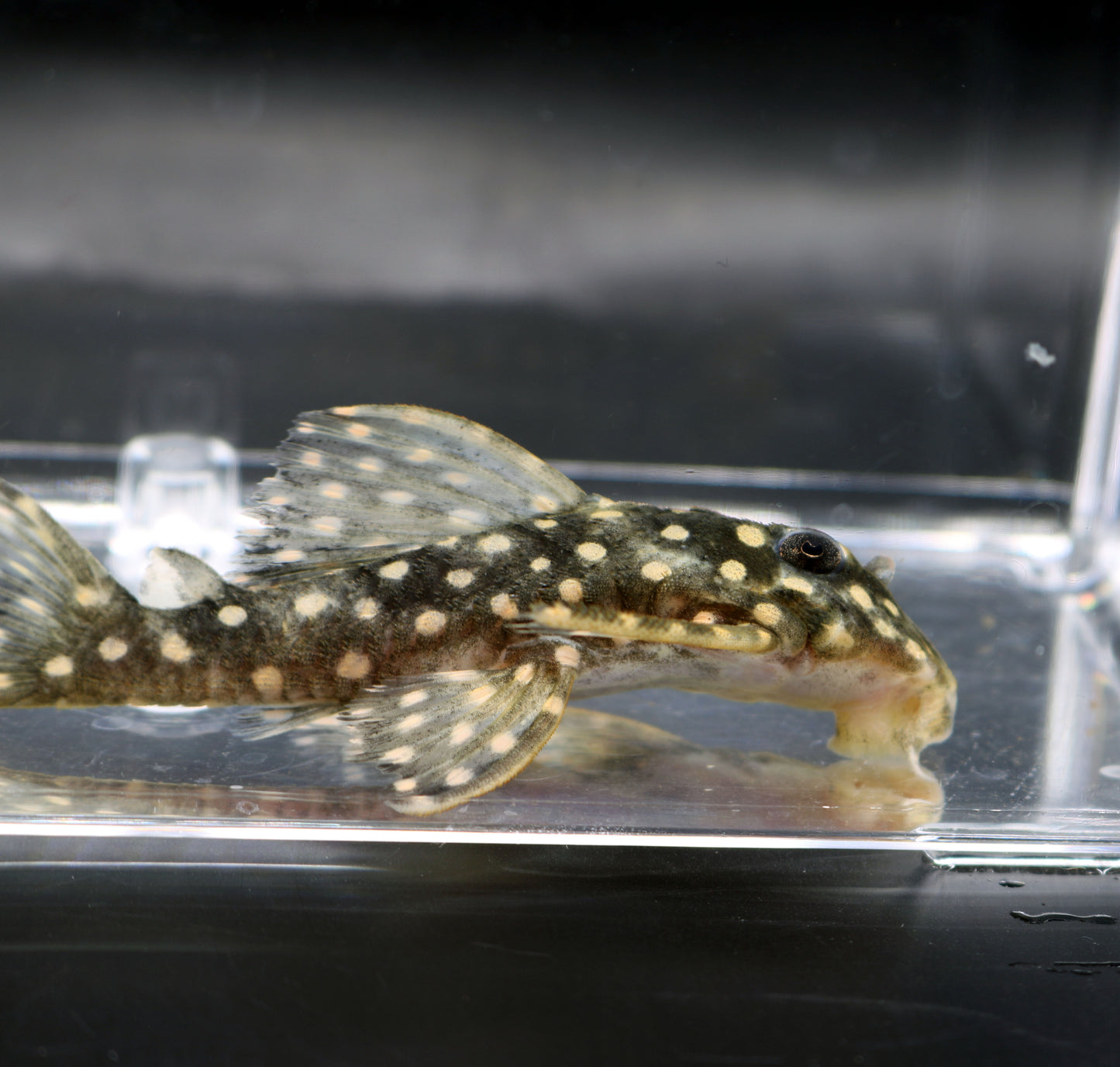 L201 Snowball Pleco 2.5"- 3"