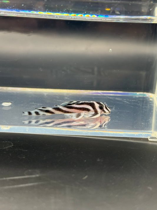 Zebra Pleco 1.75”-2”