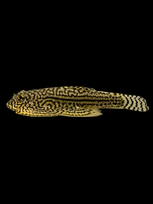 Reticulated Hillstream Loach