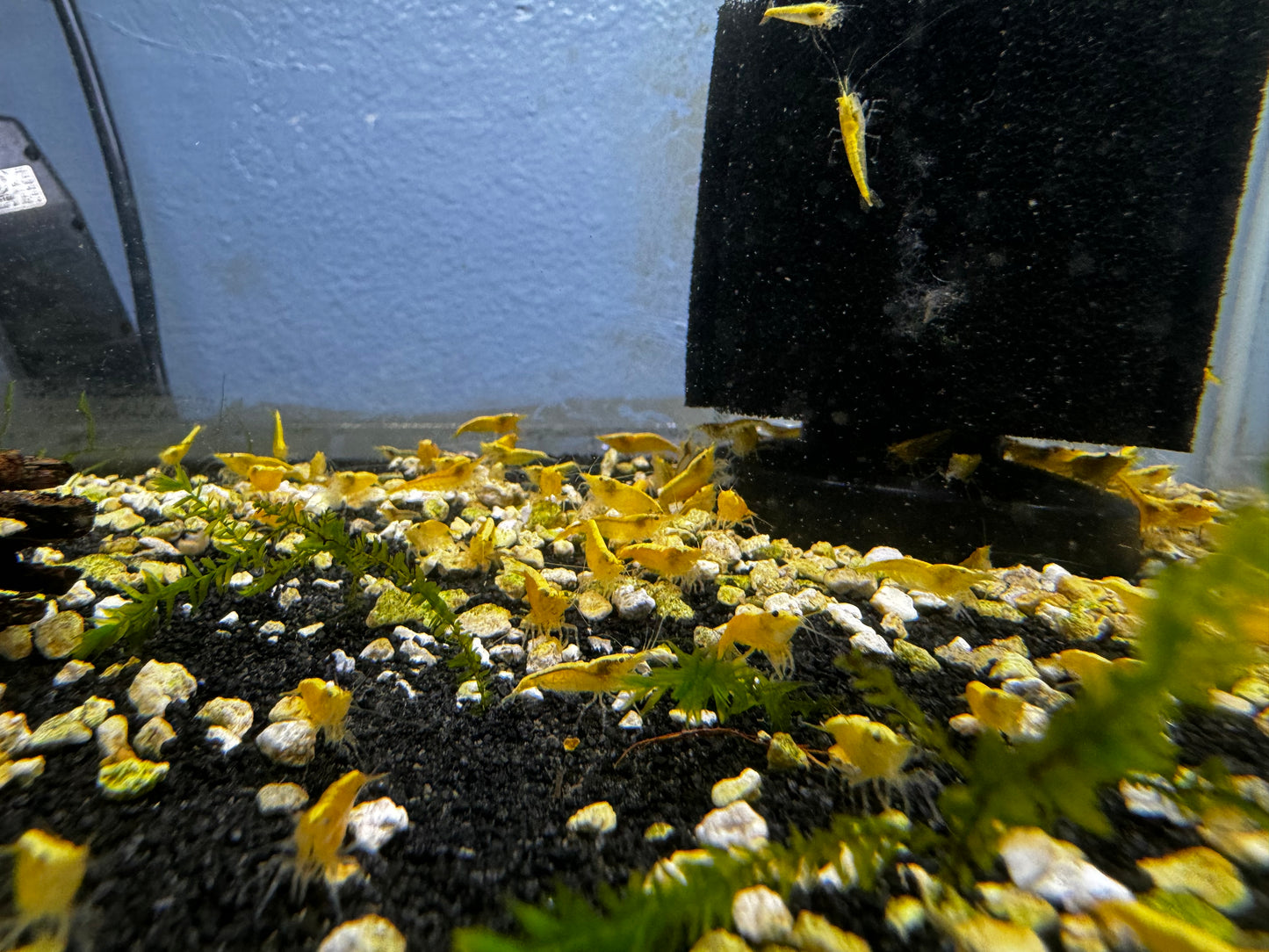 Yellow Neocaridina Shrimp