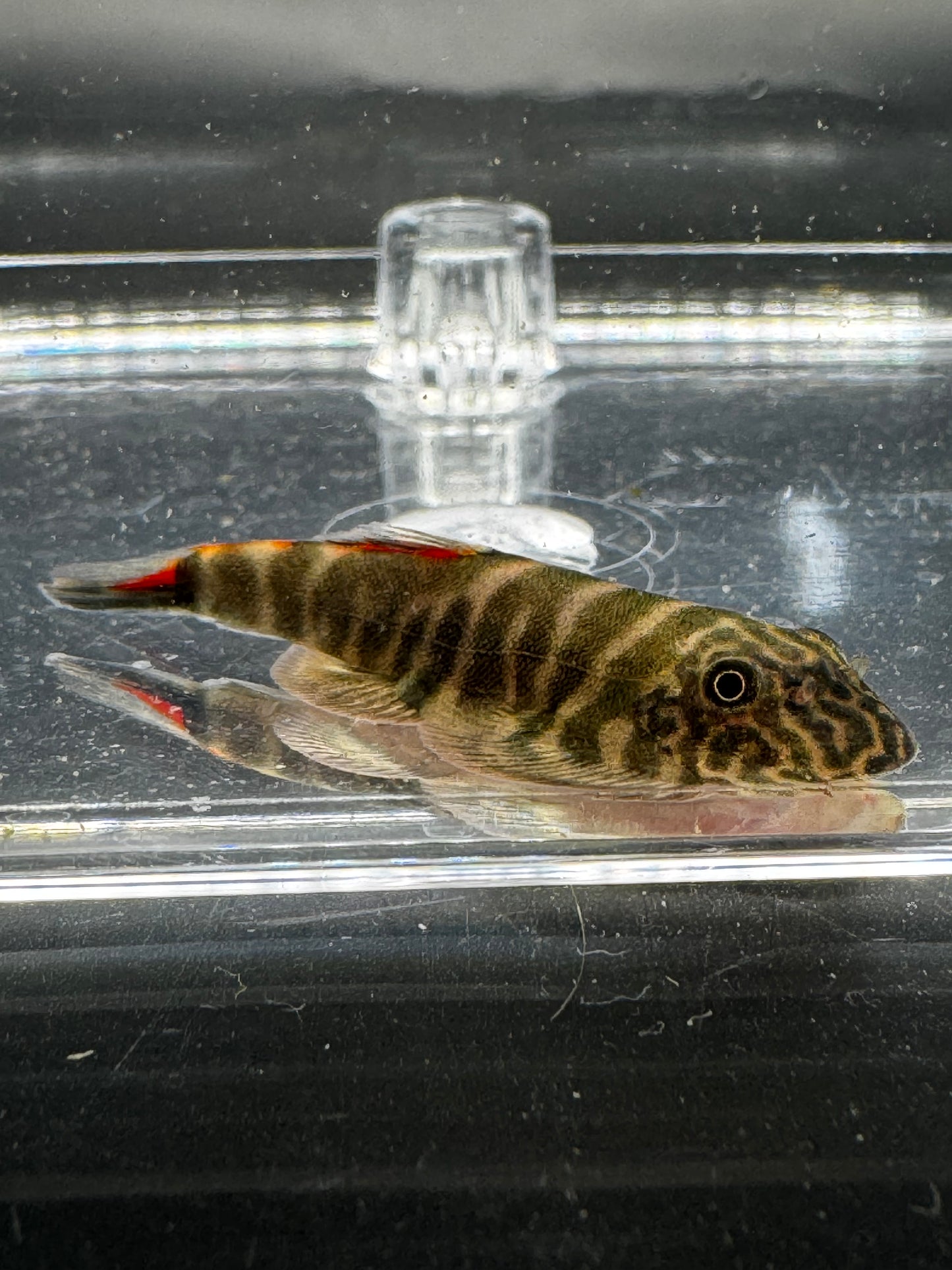 Bloody Mary Hillstream Loach