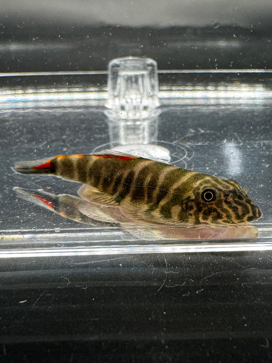 Bloody Mary Hillstream Loach
