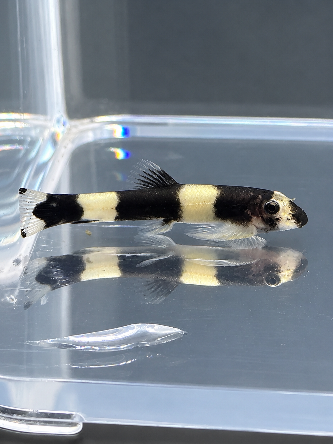 Panda Loach