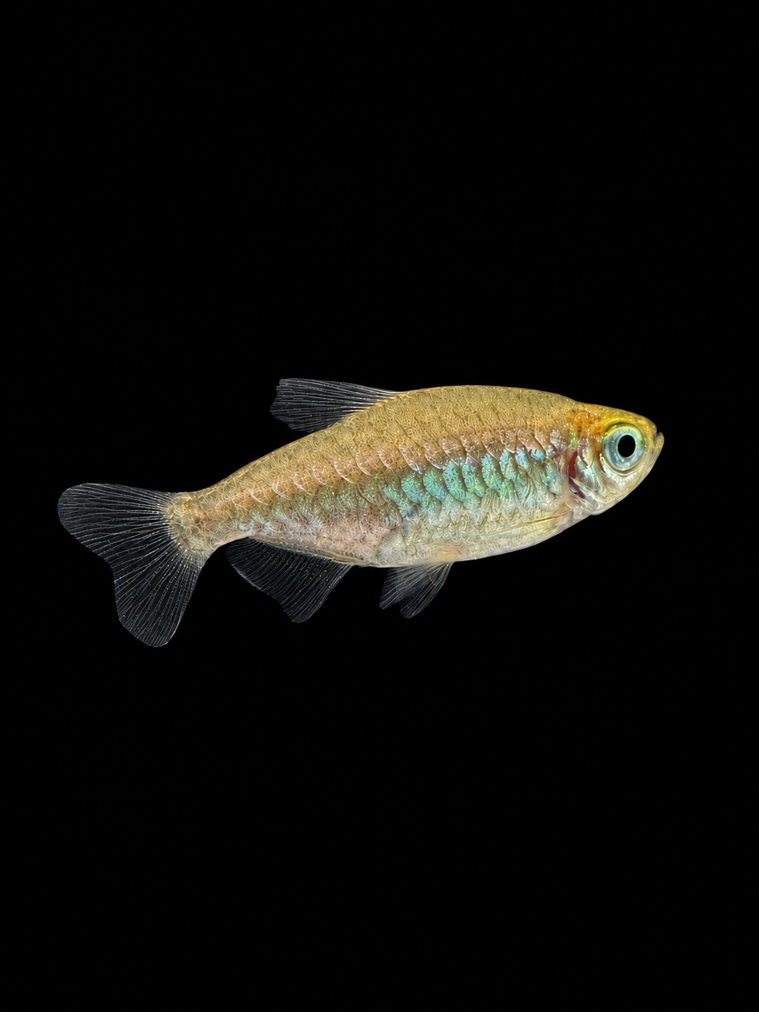 Congo Tetra