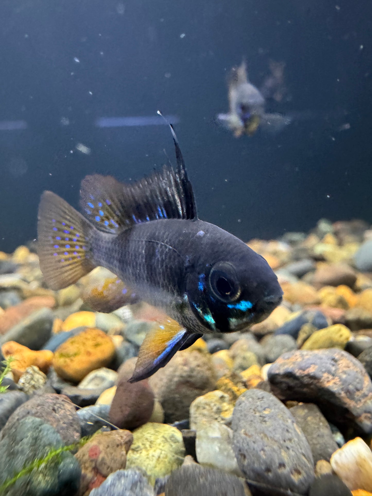 Black Ram