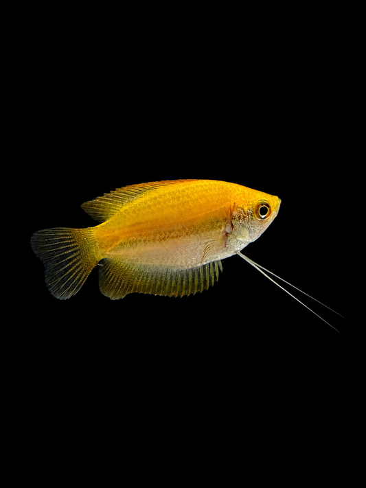 Honey Gourami