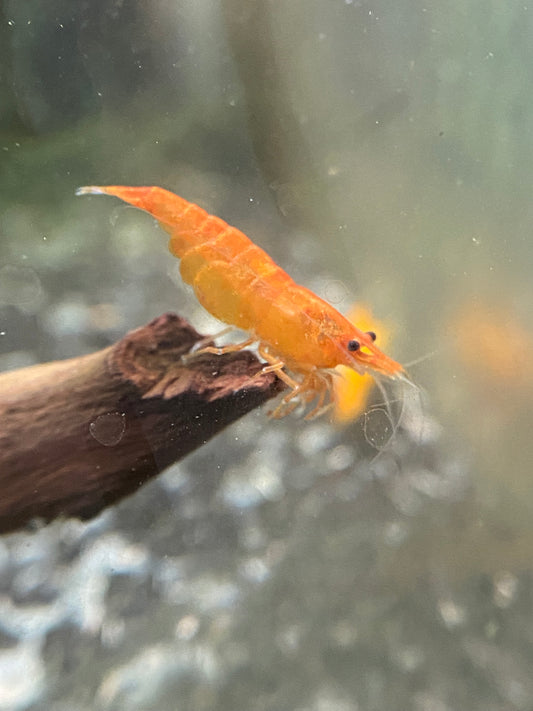 Orange Neocaridina Shrimp