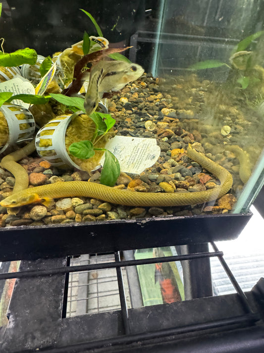 Rope Fish