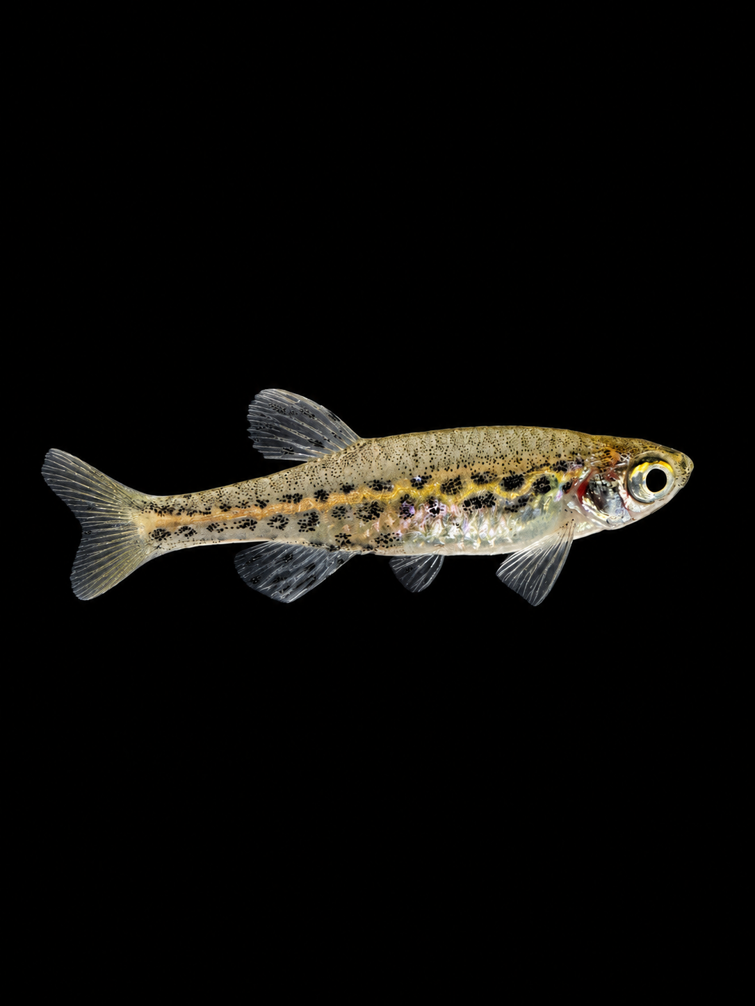 Gold Ring Danio