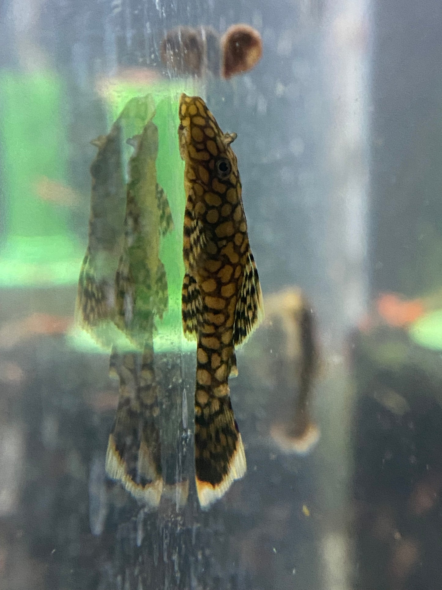 Wabenmuster Bristlenose Pleco 1.5”
