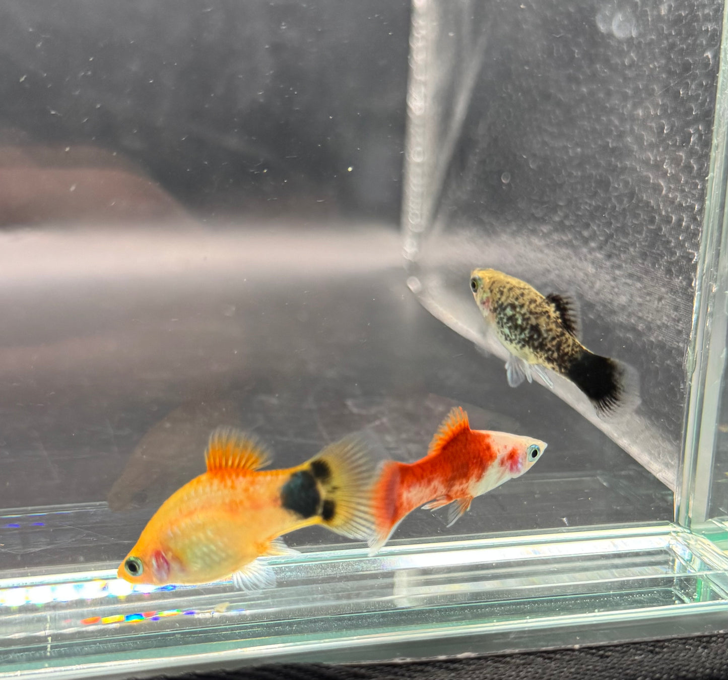 Assorted Platy