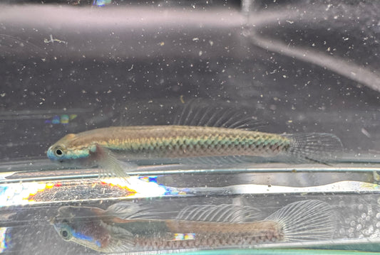 Blue Neon Goby