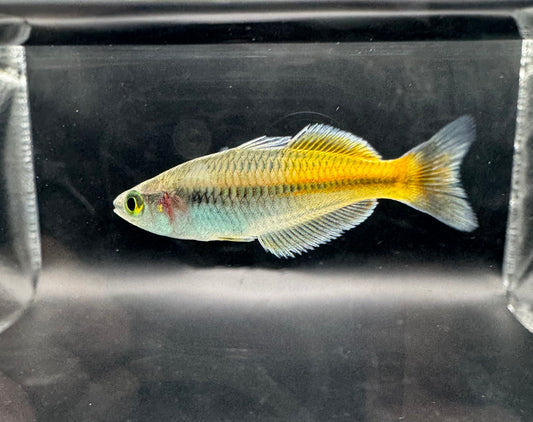 Boesemani Rainbowfish
