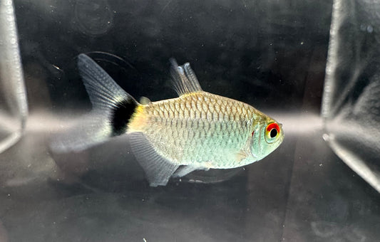 Red Eye Tetra