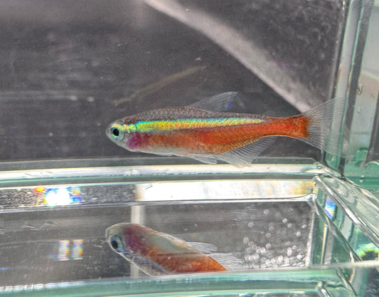Cardinal Tetra