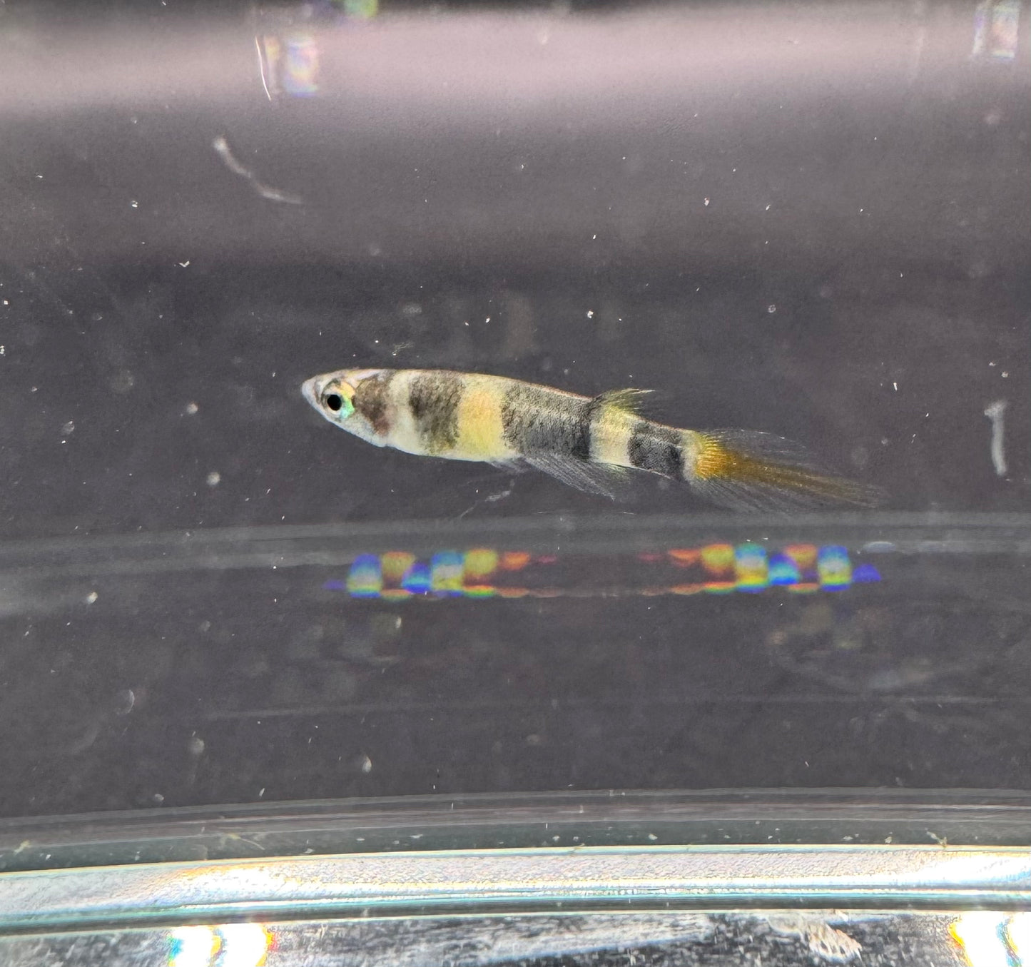 Clown Killifish