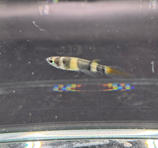 Clown Killifish