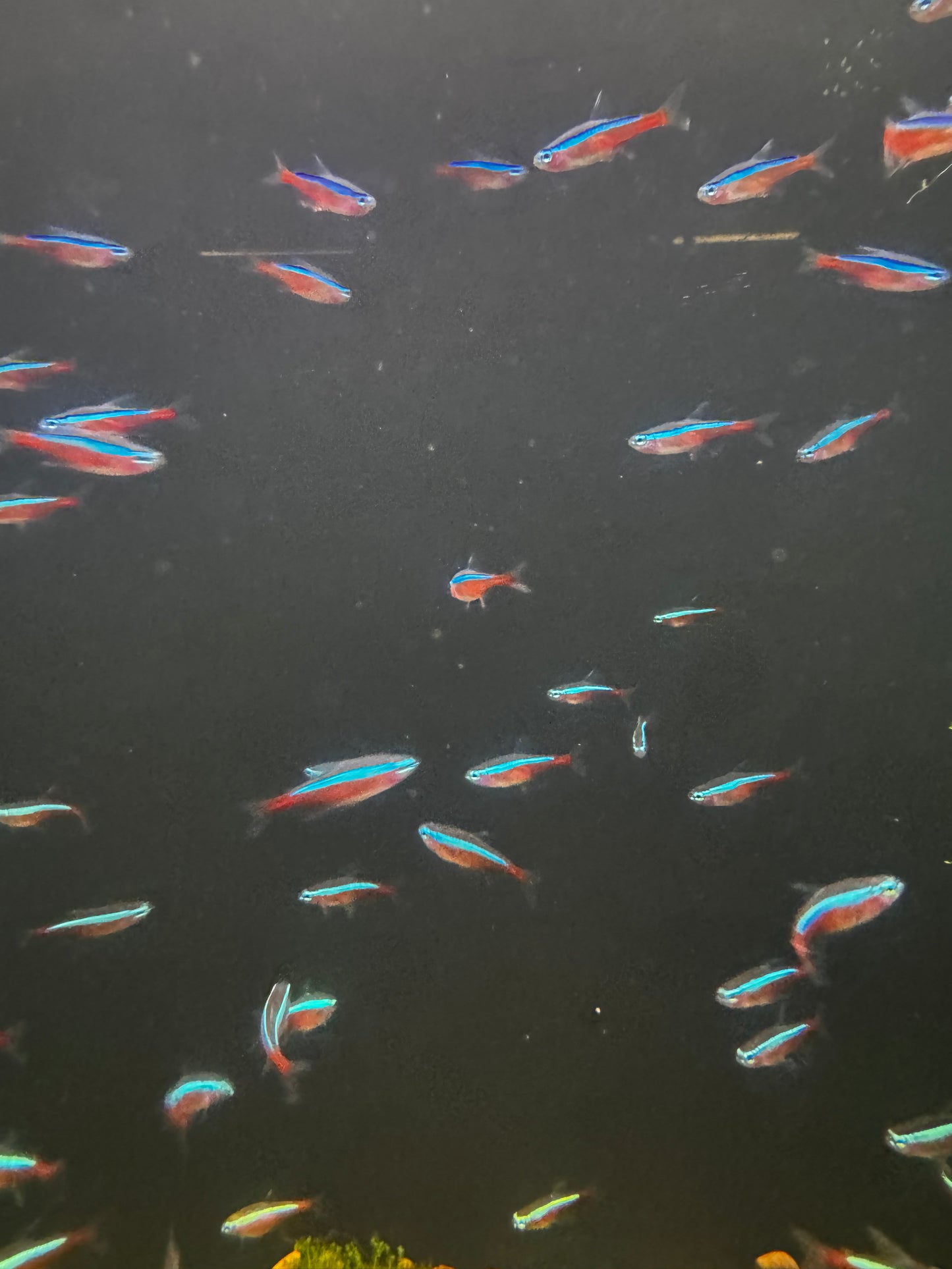 Cardinal Tetra
