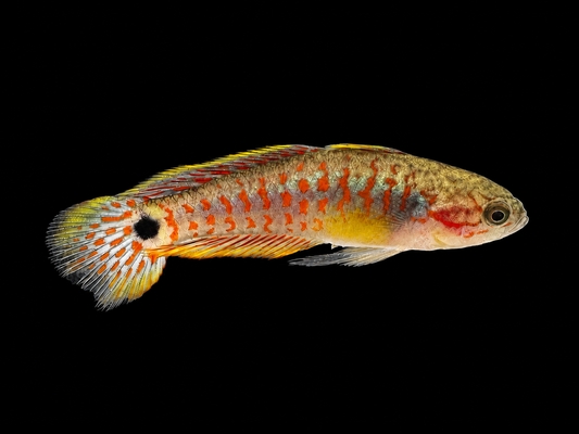 Peacock Gudgeon