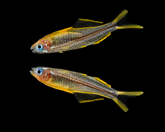 Forktail Rainbowfish
