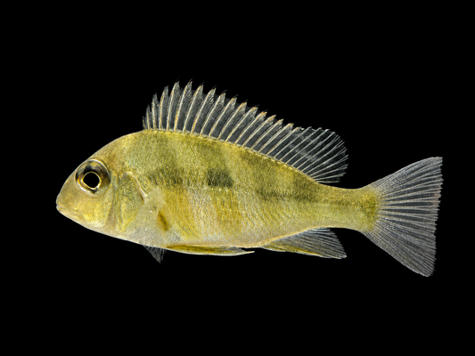 Geophagus Red Head Tapajos