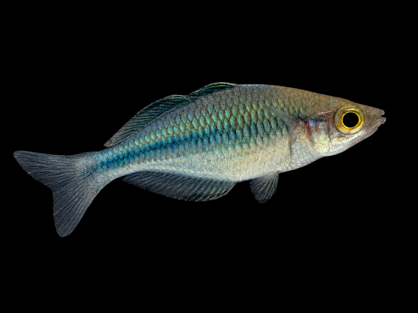 Turquoise Rainbowfish