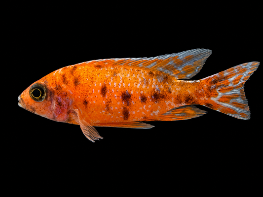 O.B Peacock Cichlid