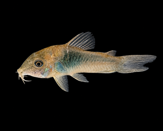 Orange Venezuelan Cory