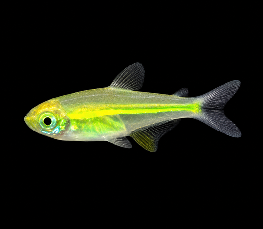 Green Kubotai Rasbora