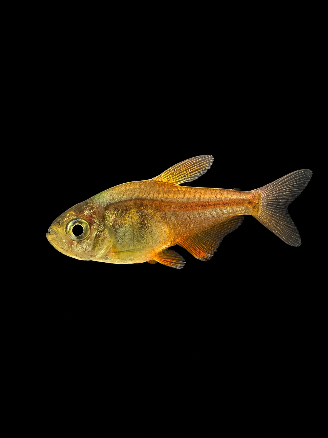 Flame Tetra