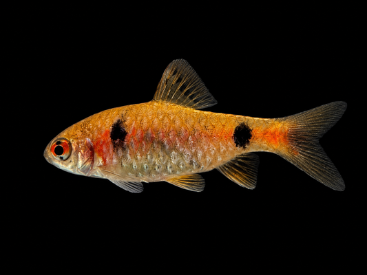 Odessa Barb