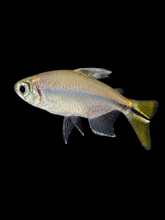 Yellow Tail Congo Tetra