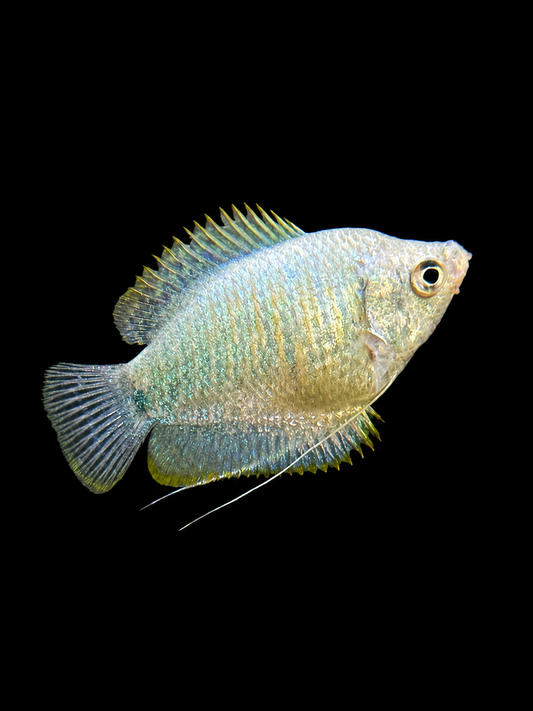Blue Dwarf Gourami