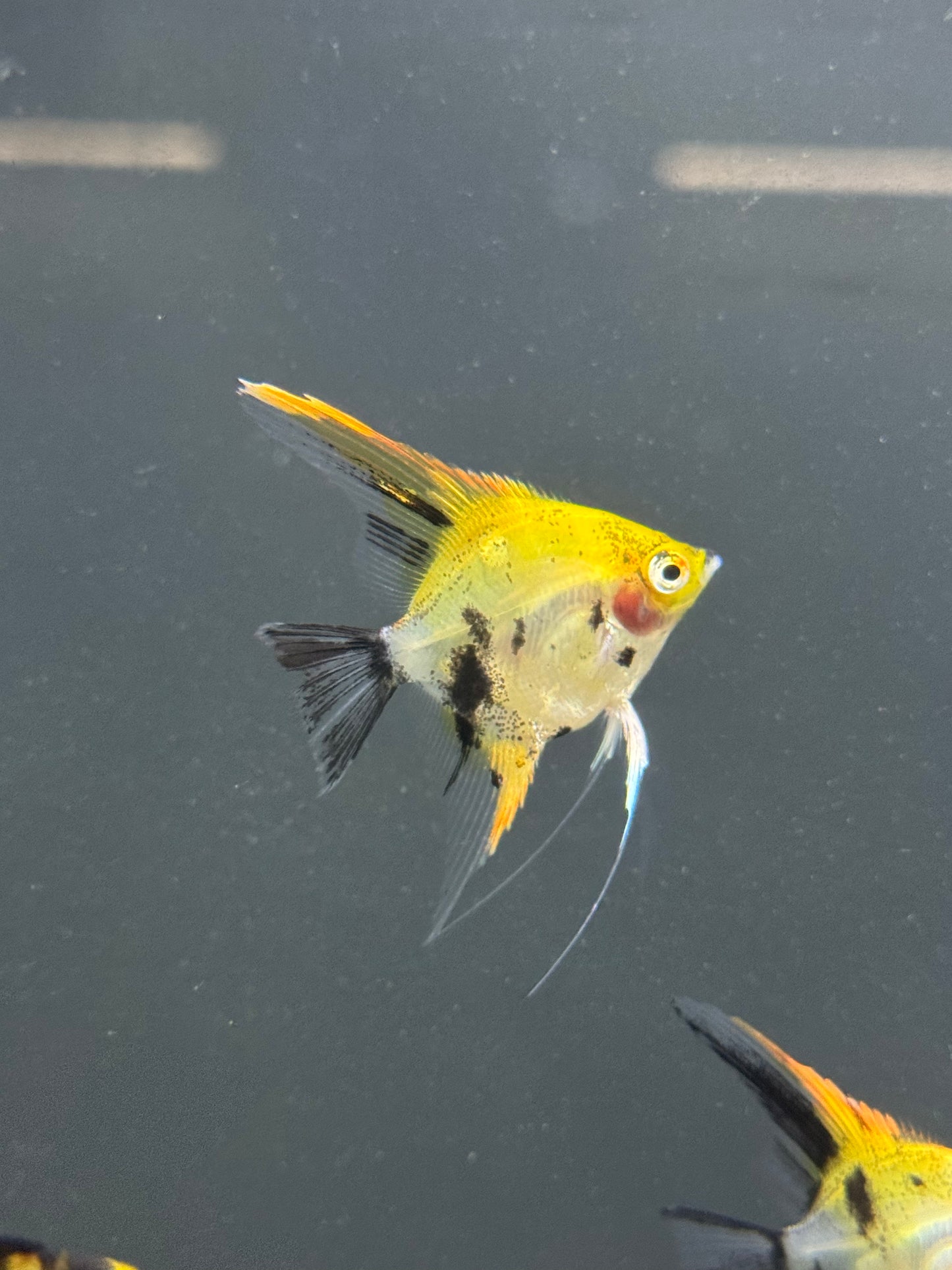Koi Angelfish